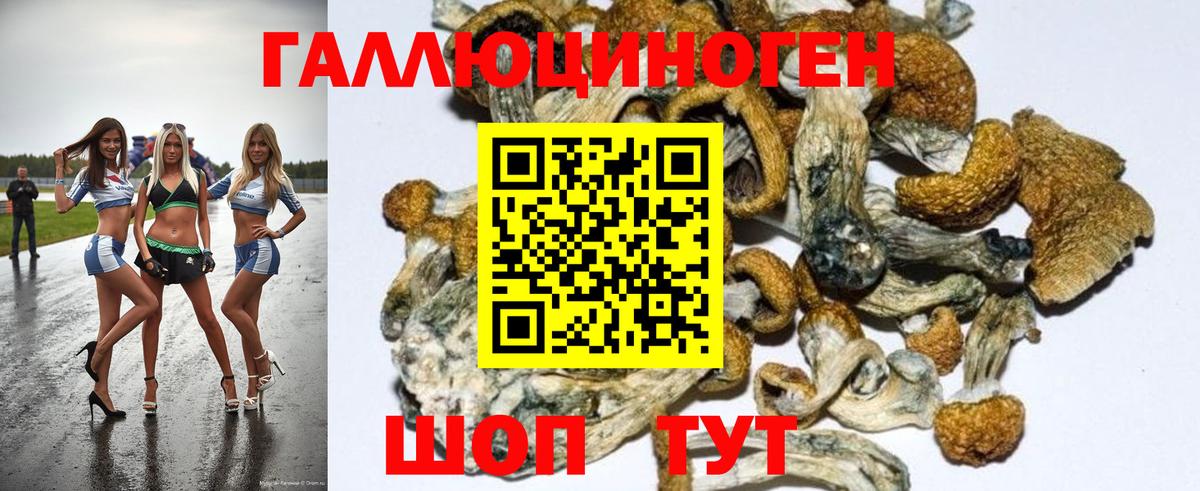 Карачаевск  Псилоцибиновые грибы GOLDEN TEACHER  Вход с VPN 