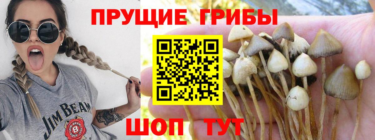 Галлюциногенные грибы GOLDEN TEACHER Карачаевск